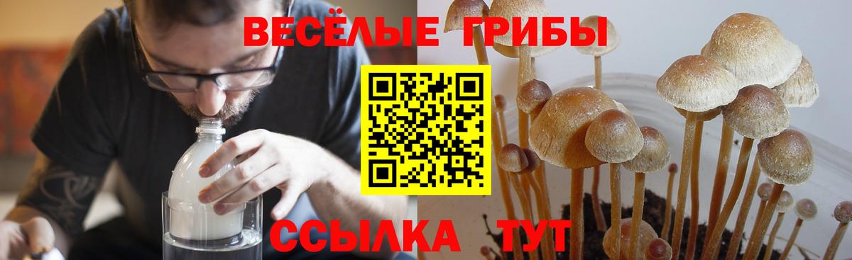 Галлюциногенные грибы Psilocybine cubensis  Галлюциногенные грибы Psilocybe  Братск  Вход с VPN 